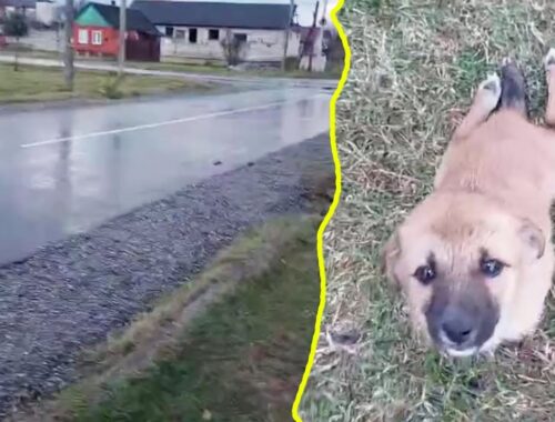 In the pouring rain, a paralyzed puppy knelt and looked up, begging for help