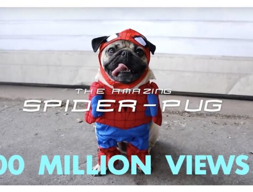My Spider-Pug Video Hit 100M Views on YouTube!! 🕷