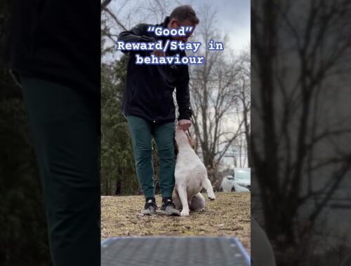 Montreal Dog Trainer - Family K9 Dog Training  - Dog Training Marker Words