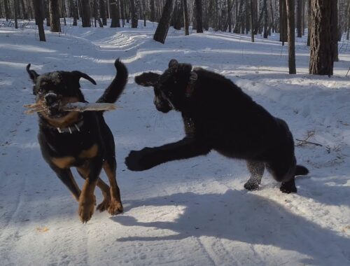 Panther & Rottweiler. Funny moments from the walk