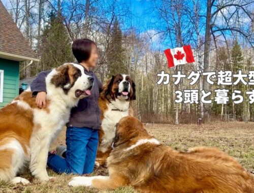 ゴールデンレトリバーと遊ぶ／超大型犬 3頭とカナダで田舎暮らし