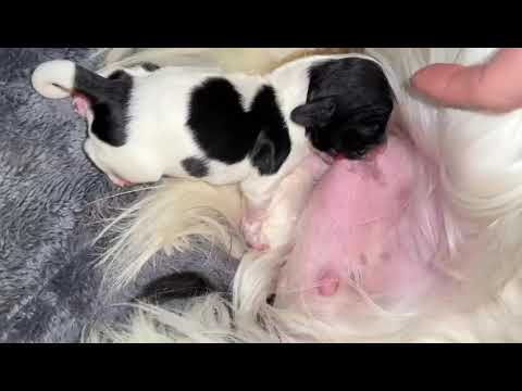 Cocker Spaniel mom Mura and her newborn puppy enjoying mealtime. Spaniel family. #puppies #newborn