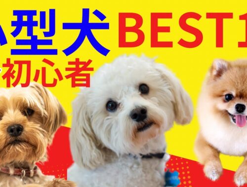 ★初心者でも飼いやすい【小型犬】BEST10！ 2024最新版