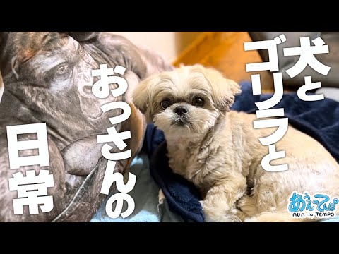 シーズー犬とゴリラとおっさんの日常【近況報告】