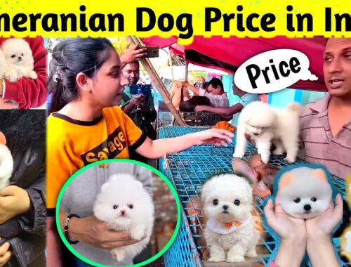 Pomeranian dog price in India 2024 | Teacup dog price in India | Cute Puppies Price in Kolkata #cute