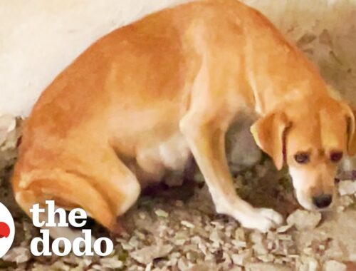 Mama Dog Was Trapped Underground With Her Puppies | The Dodo