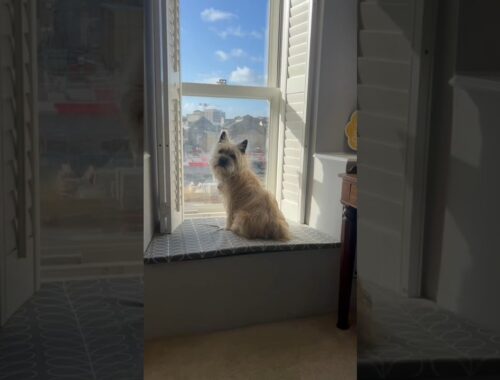 Cairn Terrier dog gets excited seeing his favourite neighbour