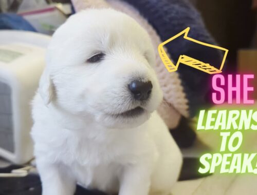 Puppies Learn to Talk - The cutest sounds you've ever heard!