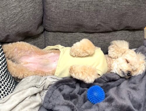 完全に犬を忘れて人間みたいな寝方で爆睡する大きいトイプードル【デカプー】【トイプードルのロアくん】【toy poodle】