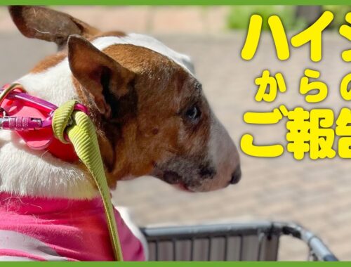 bullterrierブルテリア/ブルテリアハイジからのご報告 Report from bull terrier Heidi.