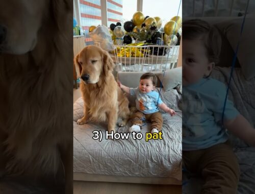 Things our Golden Retriever has taught our Baby! #goldenretriever #puppy  #baby