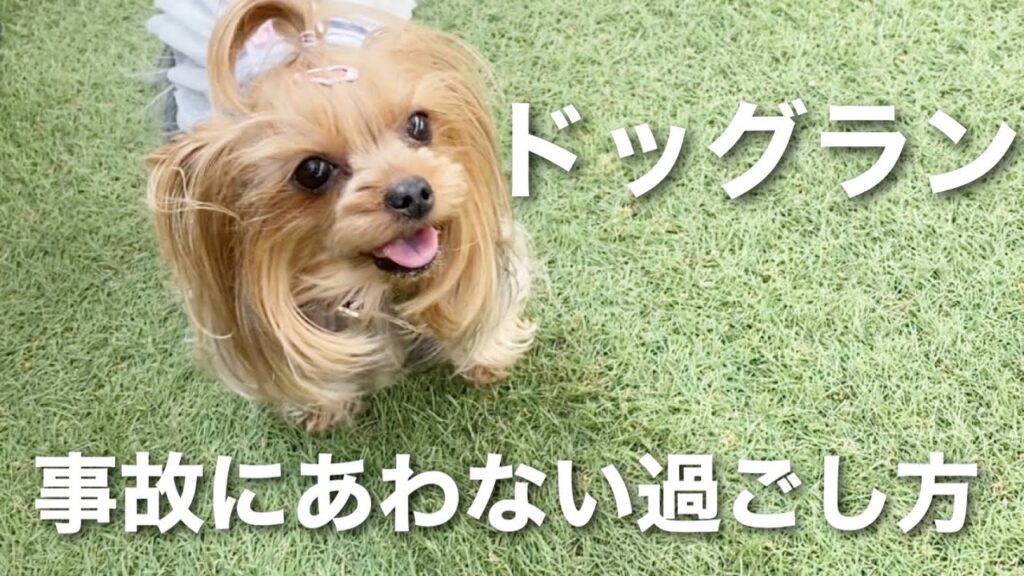 ドッグラン事故トラブルを回避する過ごし方 ドッグラン事故トラブルを回避する過ごし方