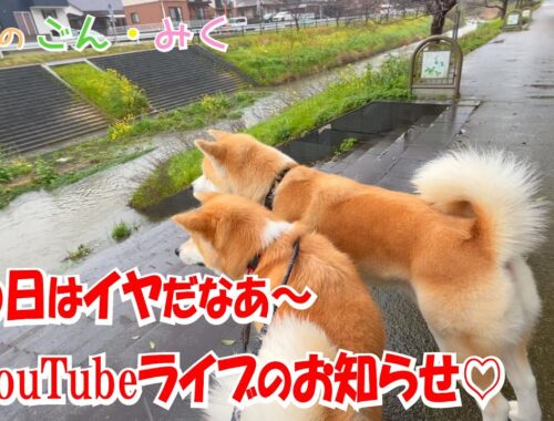 雨の日はイヤだなあ～　＆　YouTubeライブのお知らせ♡　今日のごん・みく♡　秋田犬【ごん・みく チャンネル】