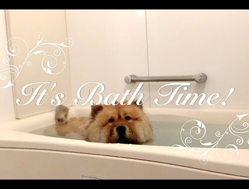 【濡れるチャウチャウ】リロをお風呂に入れました！【都会ぐらしの犬】