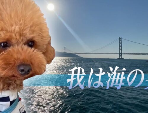 【トイプードルのテト】マリンピア神戸と淡路サービスエリア（未公開だった動画シリーズ03）#トイプードル #愛犬とお出かけ #ペットとお出かけ #淡路サービスエリア