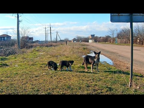 Desperate Mother Dog Asking Help for her puppies at the Roadside
