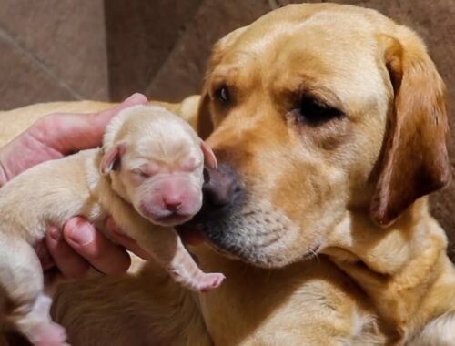Labrador Puppies Turn TWO DAYS Old!!