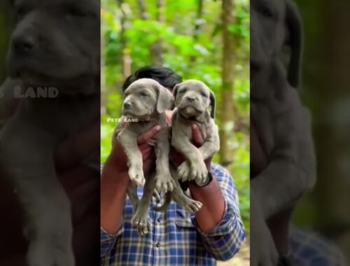 Neapolitan mastiff puppies for sale in kerala 📍| 📞9846628517 | Pets Land  #shorts
