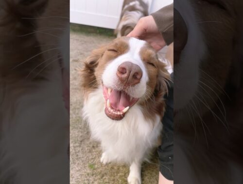 頭ナデナデすると世界一幸せそうな笑顔になる犬が可愛い🥺【ボーダーコリー・オーストラリアンシェパード】 #shorts