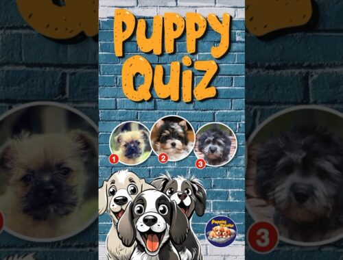 Pick the Dandie Dinmont Terrier in this PUPPY QUIZ! #puppyquiz 😍🐶
