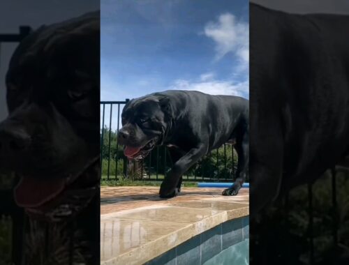 "Discovering the Unique Power of the Cane Corso Breed!" #shorts
