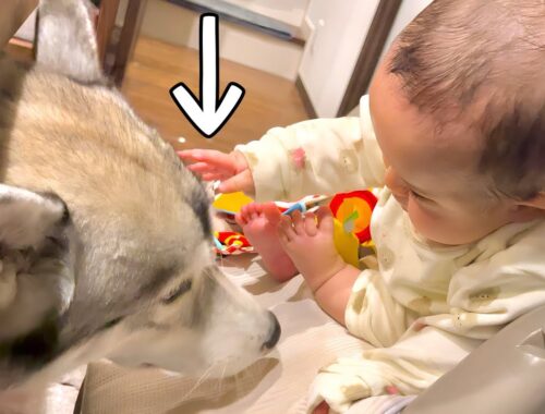 初めて赤ちゃんが大型犬に触れたら事故が起きました。
