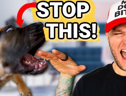 How To Stop Puppy Biting Guaranteed! STOP Puppy Biting In Seconds!