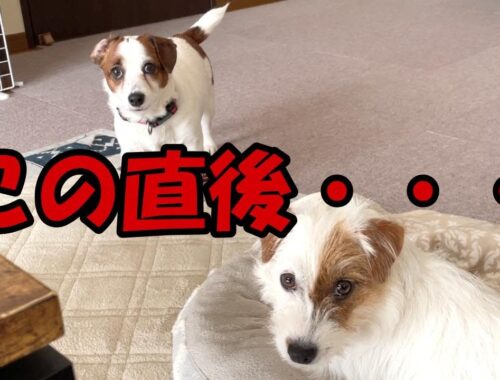 【大喧嘩】興奮した子犬が姉犬にちょっかい出して大乱闘！