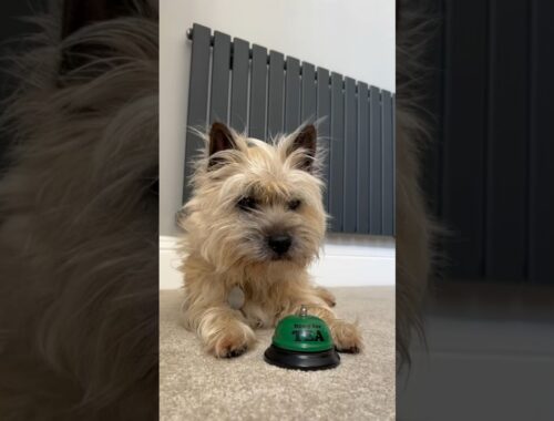 Cairn Terrier dog demands his tea (dinner) time by ringing his bell