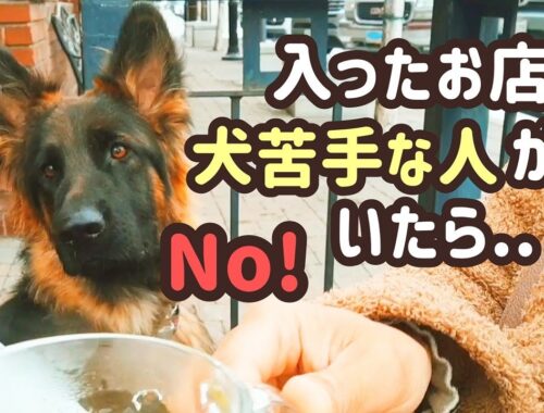 【ジャーマンシェパード】犬連れOKレストランではトラブル避けるため、こんな事を心がけています！