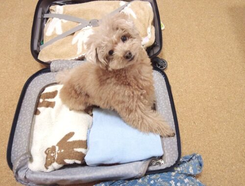 旅行のパッキングをしてたら愛犬がわくわくしすぎてスーツケースに入っちゃいましたｗ【トイプードル】