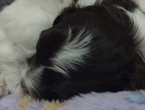 Day 24 - Puppies Journey - They are too Active #puppylovers #cutedogs #havanese #cutepuppies