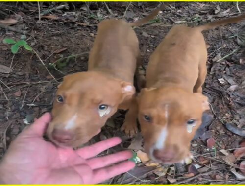 Someone Took Our Mom Away! 3 Puppies Tearfully Begged for Help in Vain