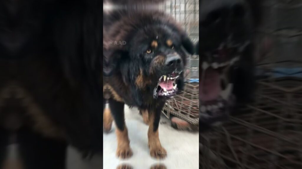 3 most deadliest dog breeds in the world 😡🔥 #shorts 3 most deadliest dog breeds in the world 😡🔥 #shorts