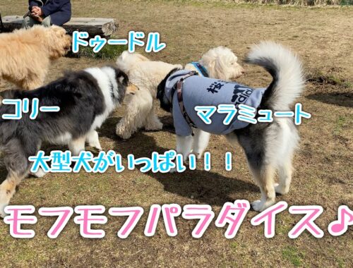 【大型犬がいっぱい】モフモフパラダイスに大興奮のアラスカンマラミュート【桜空】
