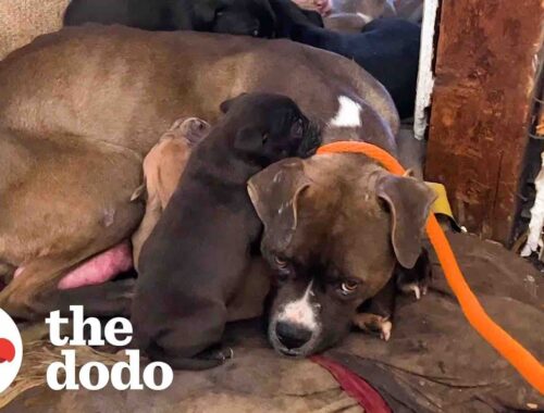 Mama Pittie And Her Puppies Were Shivering In Abandoned House | The Dodo