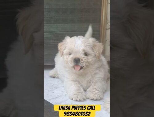 Lhasa apso puppies call 9834807032. #lhasaapso #lhasa #lhasaapsopuppies