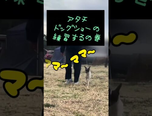 『日本テリア』のつむぎにドッグショーの練習をさせてみたら、それよりもママに向かって近づくのが嬉しすぎた♡ #japaneseterrier #日本テリア #dog #shorts