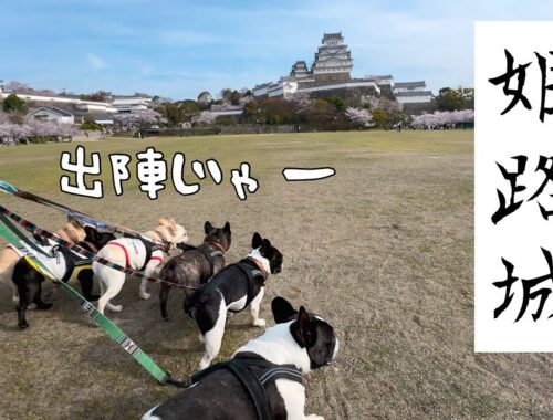 【犬とお出かけ】桜満開の姫路城にフレンチブルドック6頭が出陣だーーー！