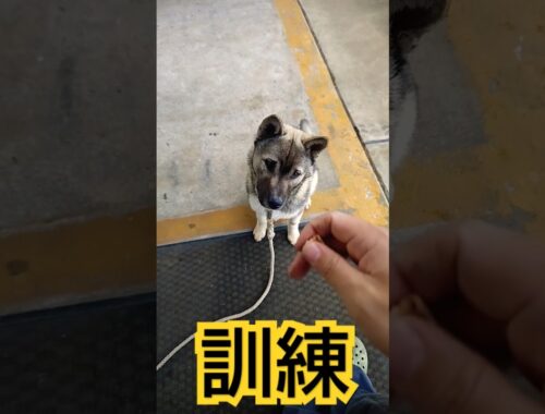 紀州犬のしつけをやってみた#いぬのきもち#犬のいる暮らし#日本犬