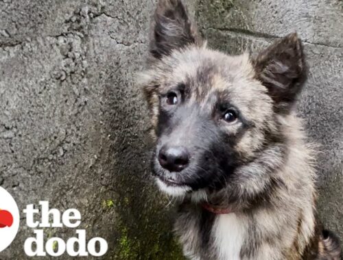 Stray Dog Who Was Impossible To Catch Walks Through Rescuer's Door | The Dodo