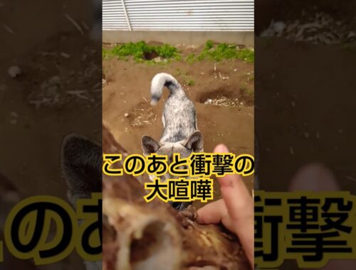 紀州犬と四国犬がマジ喧嘩#いぬのきもち#犬のいる暮らし#日本犬