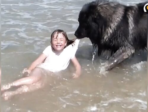 Dog 'Saves' His Little Girl From The Ocean | The Dodo