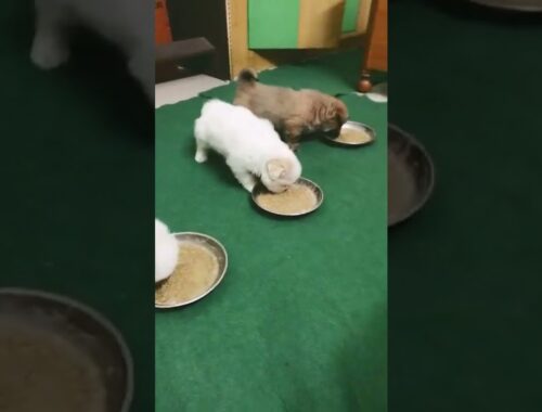 Lhasa apso puppies dinner Time #lhasaapsopuppy #shorts #puppy