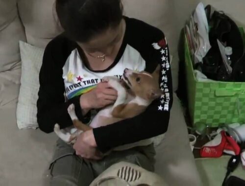 病み上がりのバセンジーの子犬　Basenji puppy is a strong body