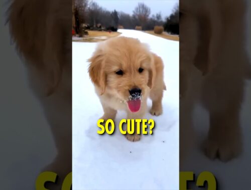 Why Golden Retrievers are so popular