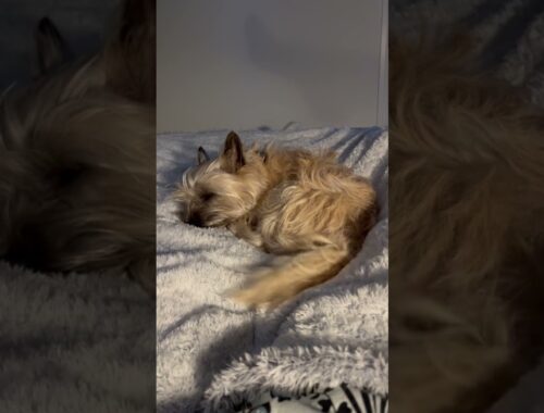 When your cairn terrier dog wakes up from his best dream
