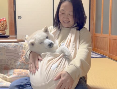 カンガルーの赤ちゃんになれる袋で胎児化する柴犬