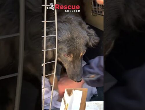 Rescue of Abandoned Mama Dog and Newborn Puppies - Part 2    #shorts #dogrescueshelter #rescue #dog