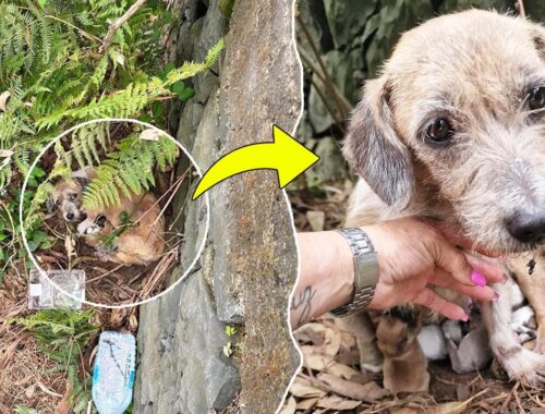 At the bottom of the cliff, the mama dog begged to save her newborn puppies